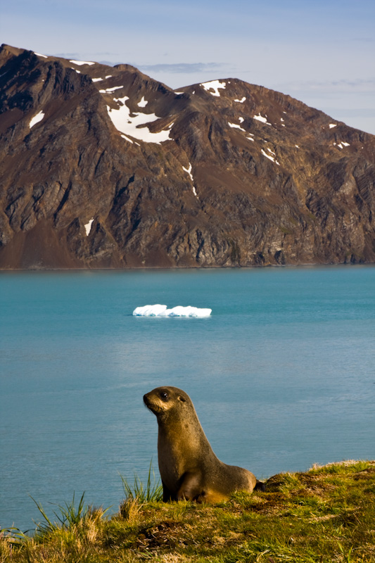 Antarctic Fur Seal And Fortuna Bay